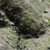 minibild | minipic