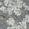 minibild | minipic