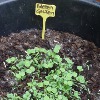 Erstes Grün (I) | First Green