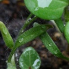 Keimblätter | Seed Leafs