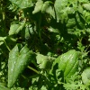 Tapferes Grün | Brave Green