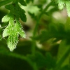 Kleiner Dschungel (III) | Little Jungle (III)