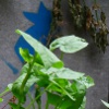Tapferes Wachsen | Brave Growth