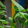 Wachstumskontrolle (I) | Growth Control (I)